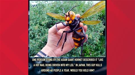 are murder hornets fake